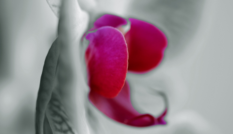  heat of passion
