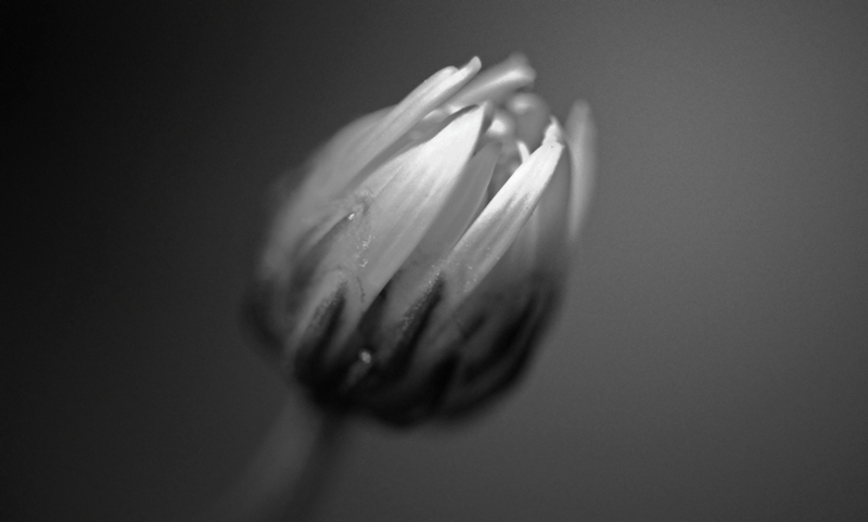 new life