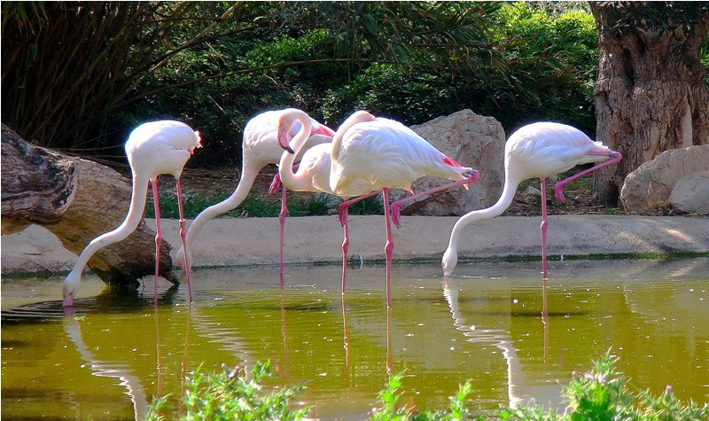 flamingos
