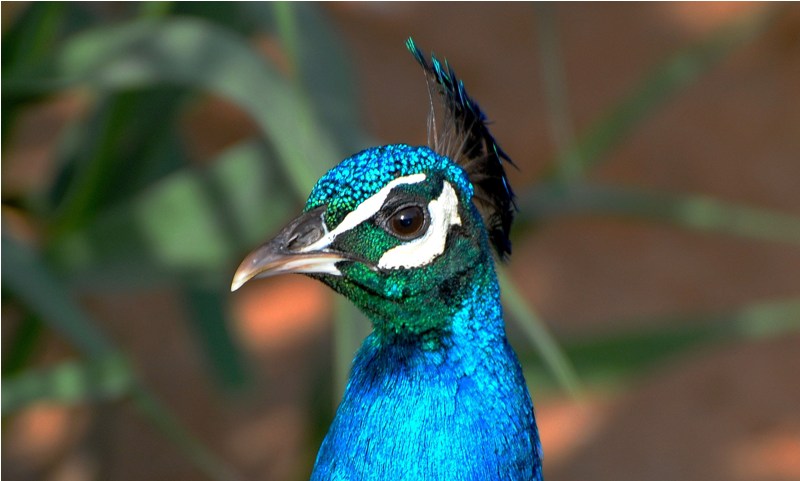 blue peacock