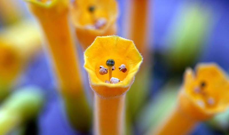 yellow flowers