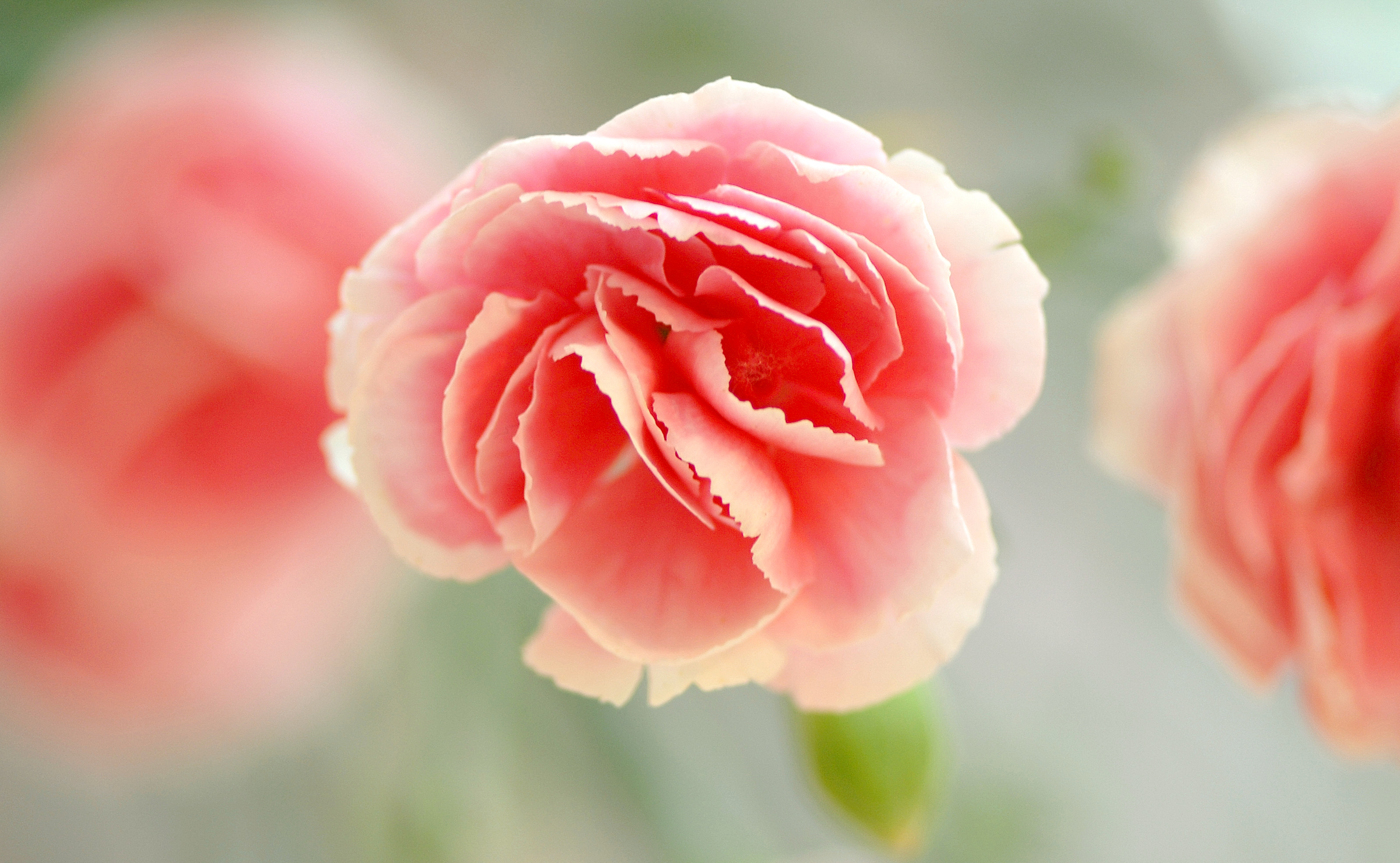 pink carnation
