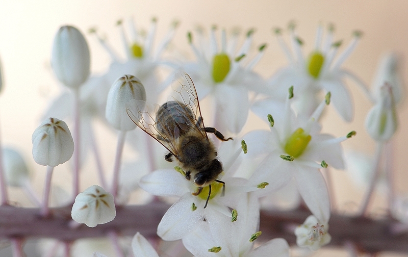 Working bee.