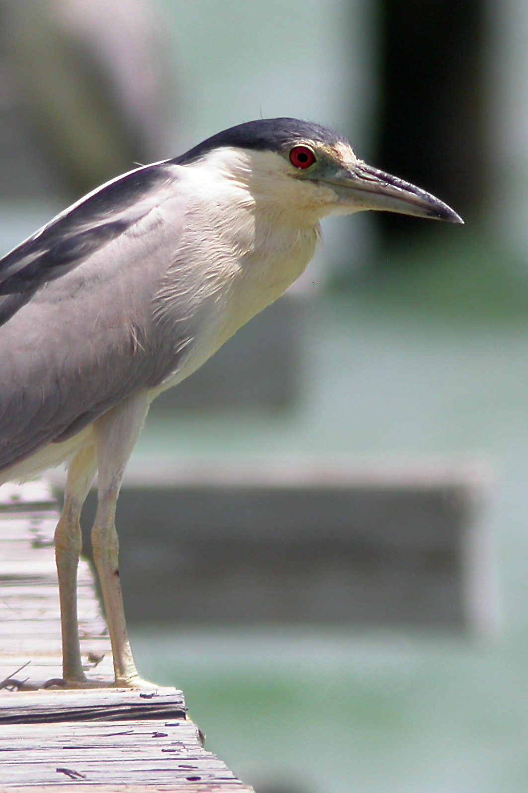 Black-Crowned Night Heron