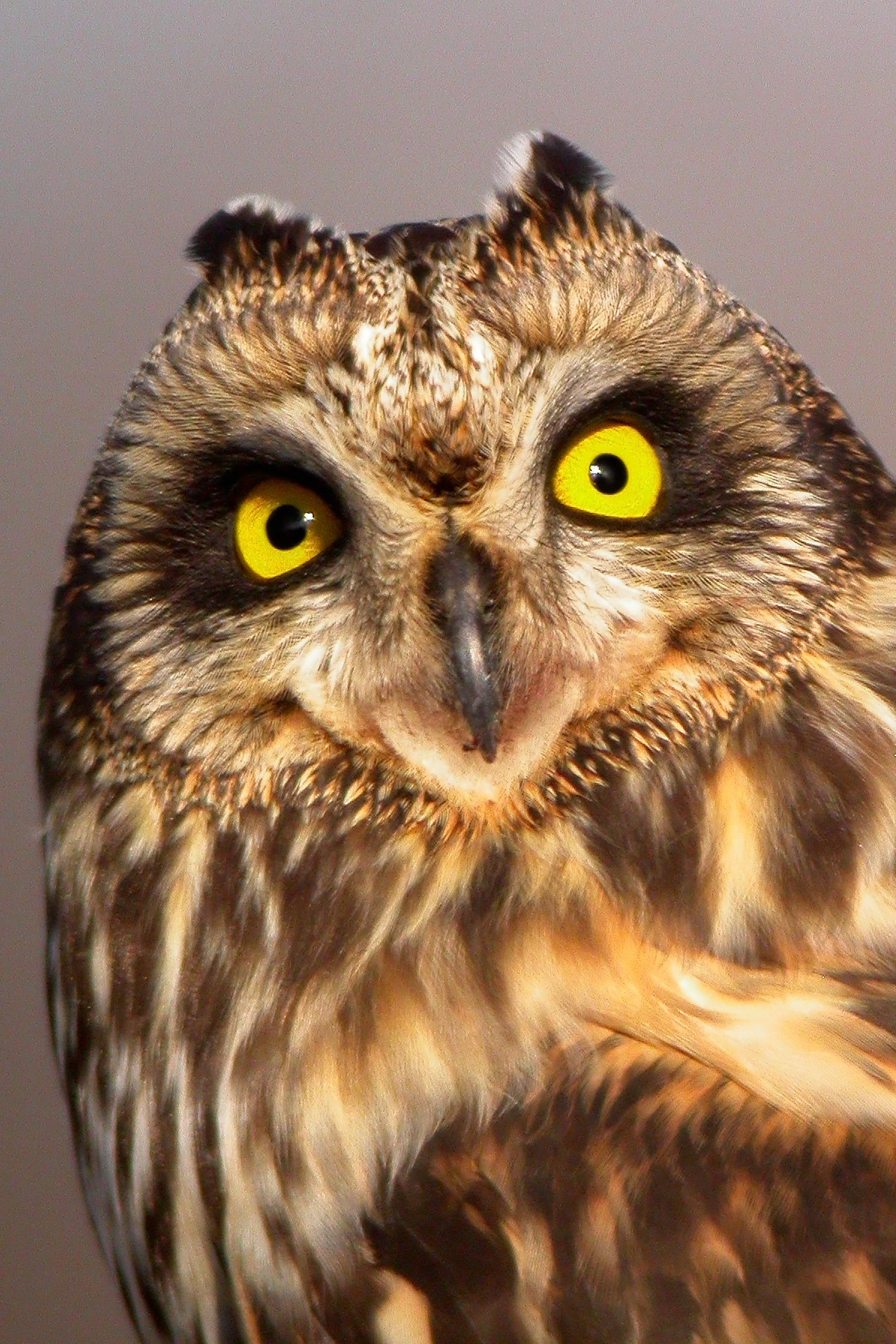 Short-Eared Owl