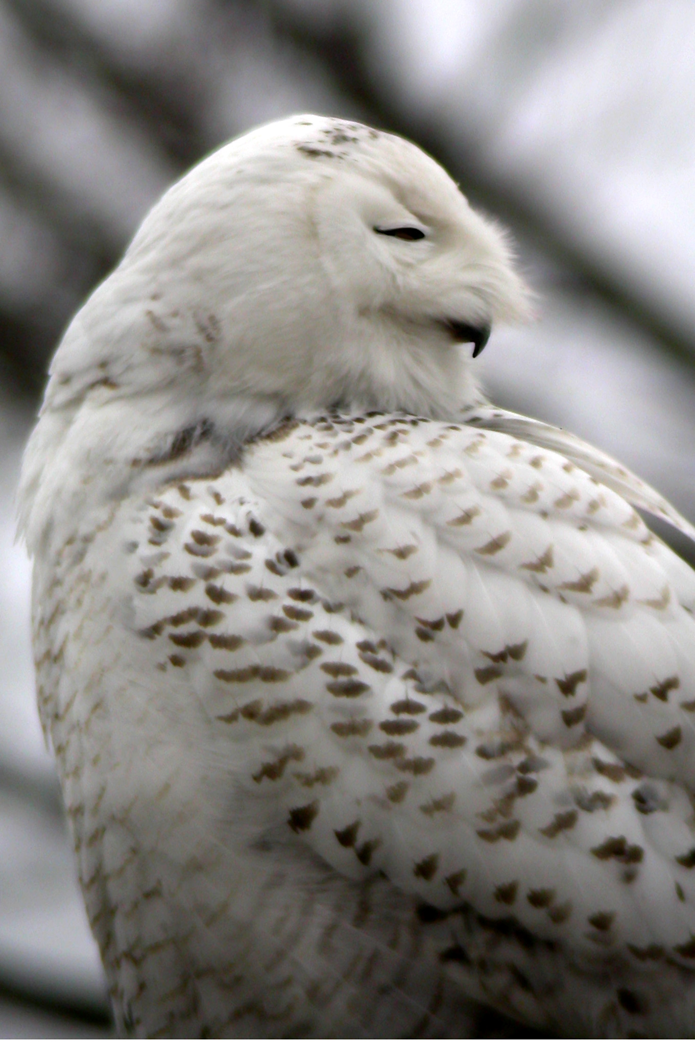 Snowy Owl