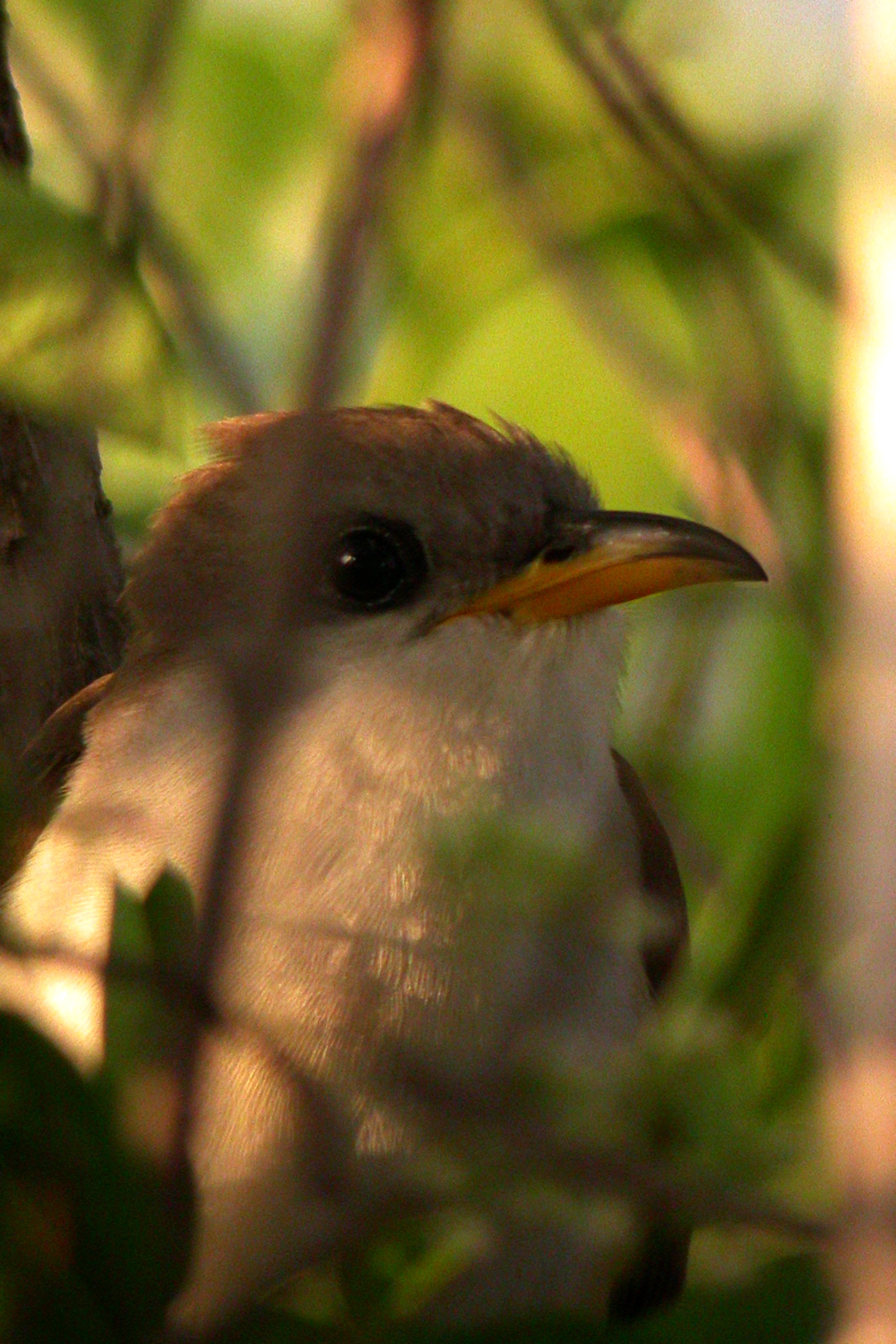 Yellow-Billed Cuckoo