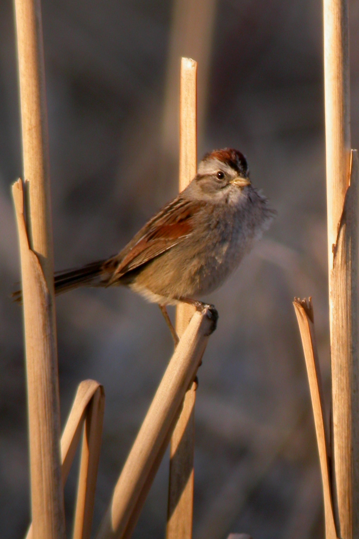 Swamp Sparrow