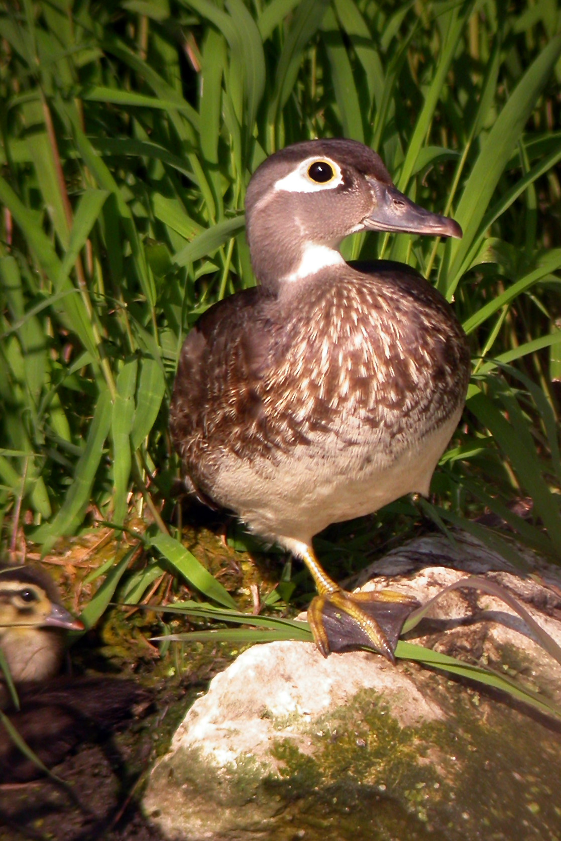 Wood Duck (female)