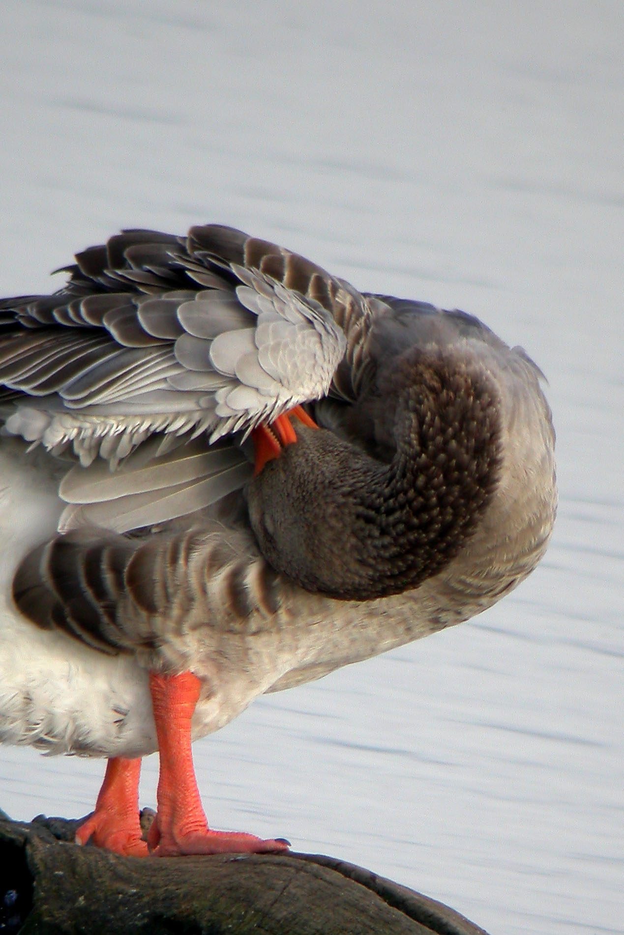 Graylag Goose