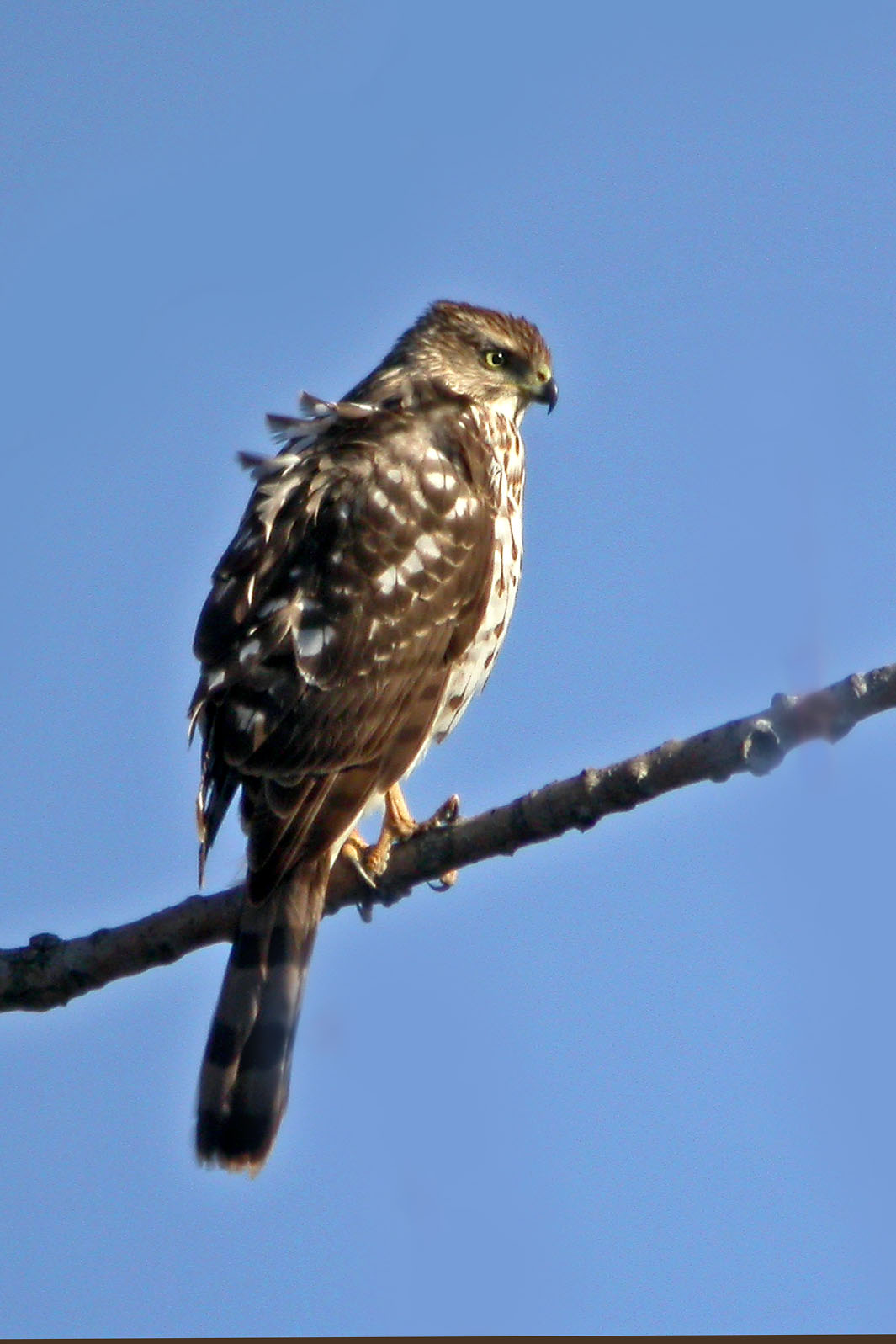 Coopers Hawk