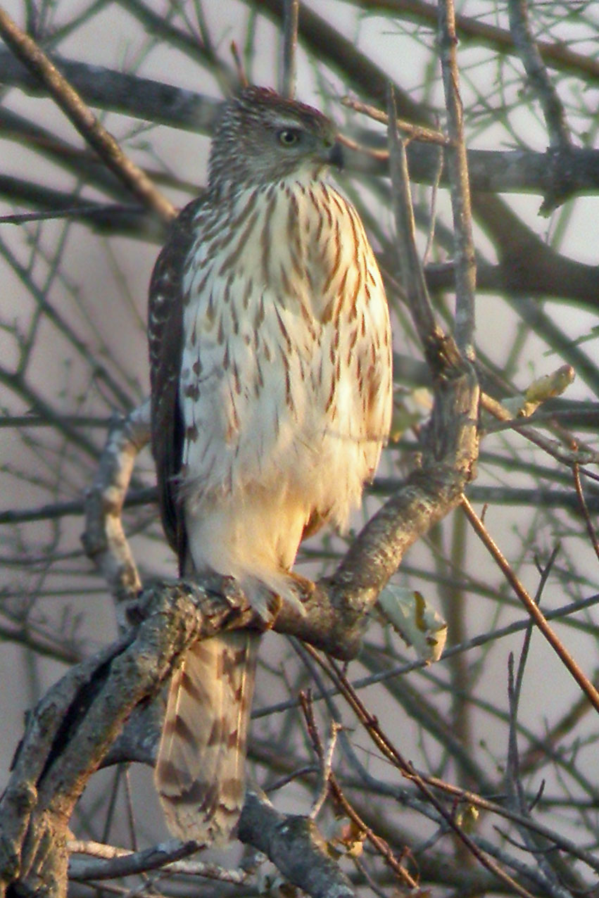 Coopers Hawk