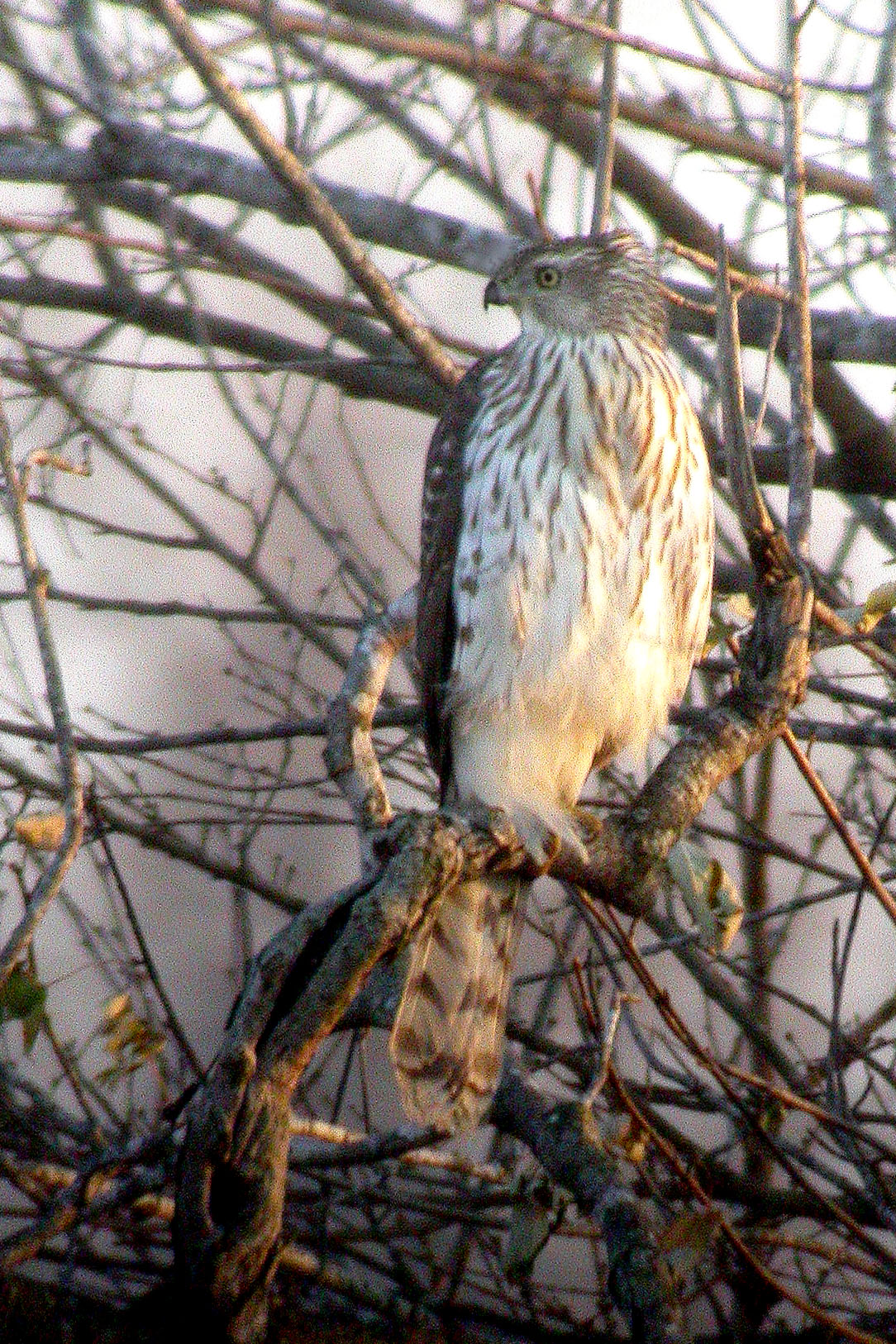 Coopers Hawk