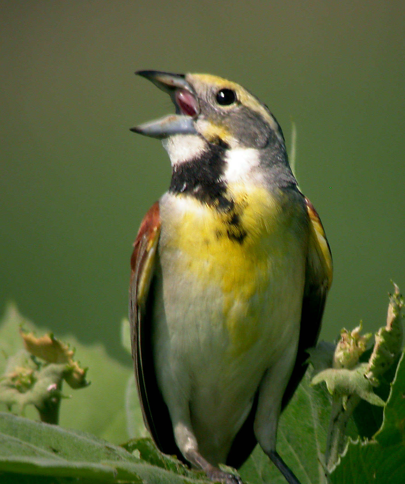 Dickcissel