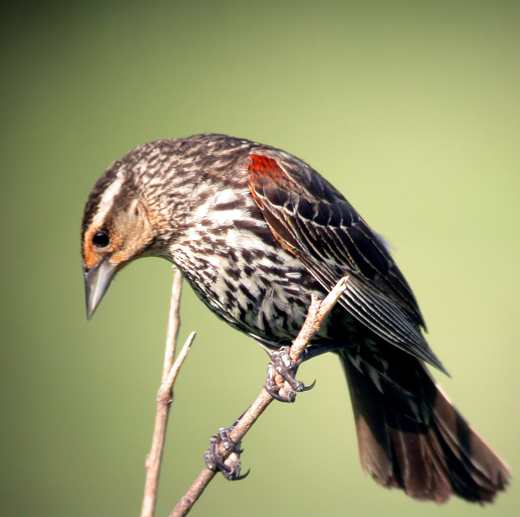 Red-winged Blackbird