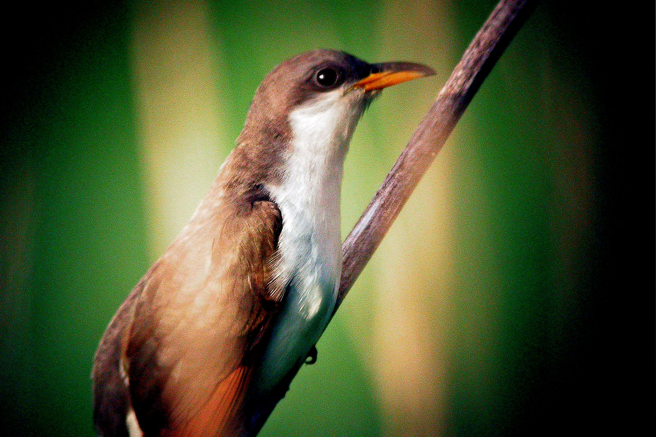 Yellow-billed Cuckoo