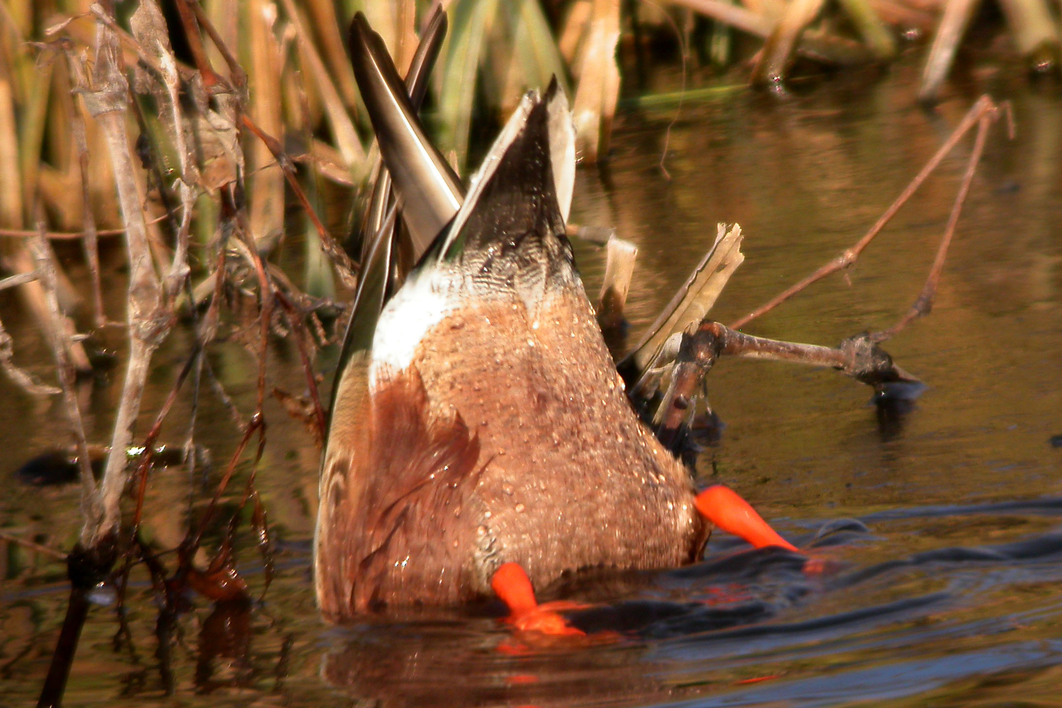 Northern Shoveler