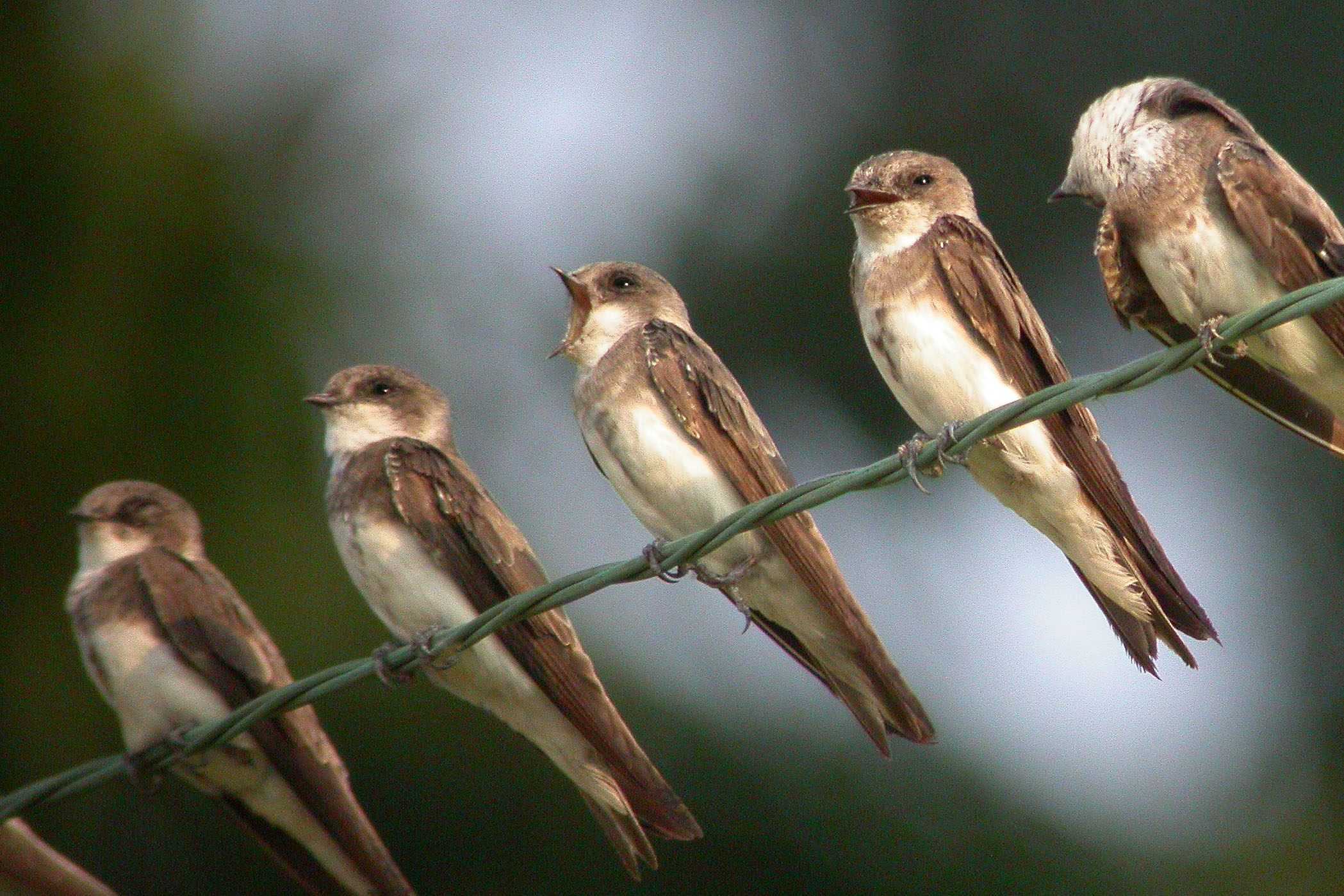 Bank Swallow