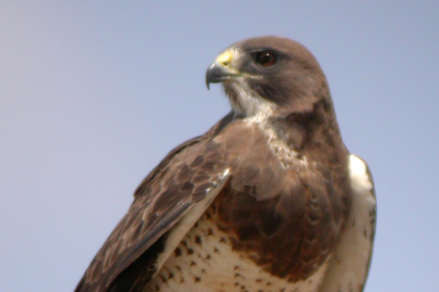Swainsons Hawk