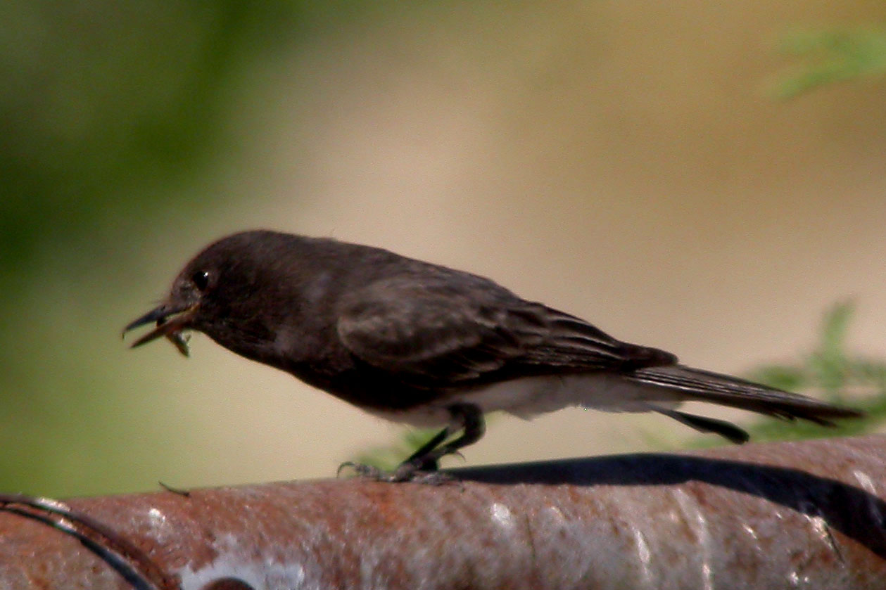 Black Phoebe