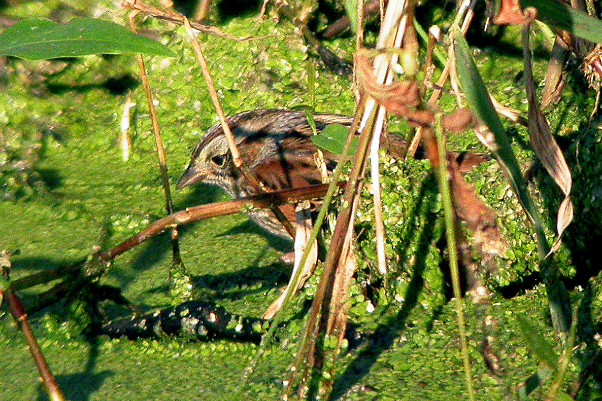 Swamp Sparrow