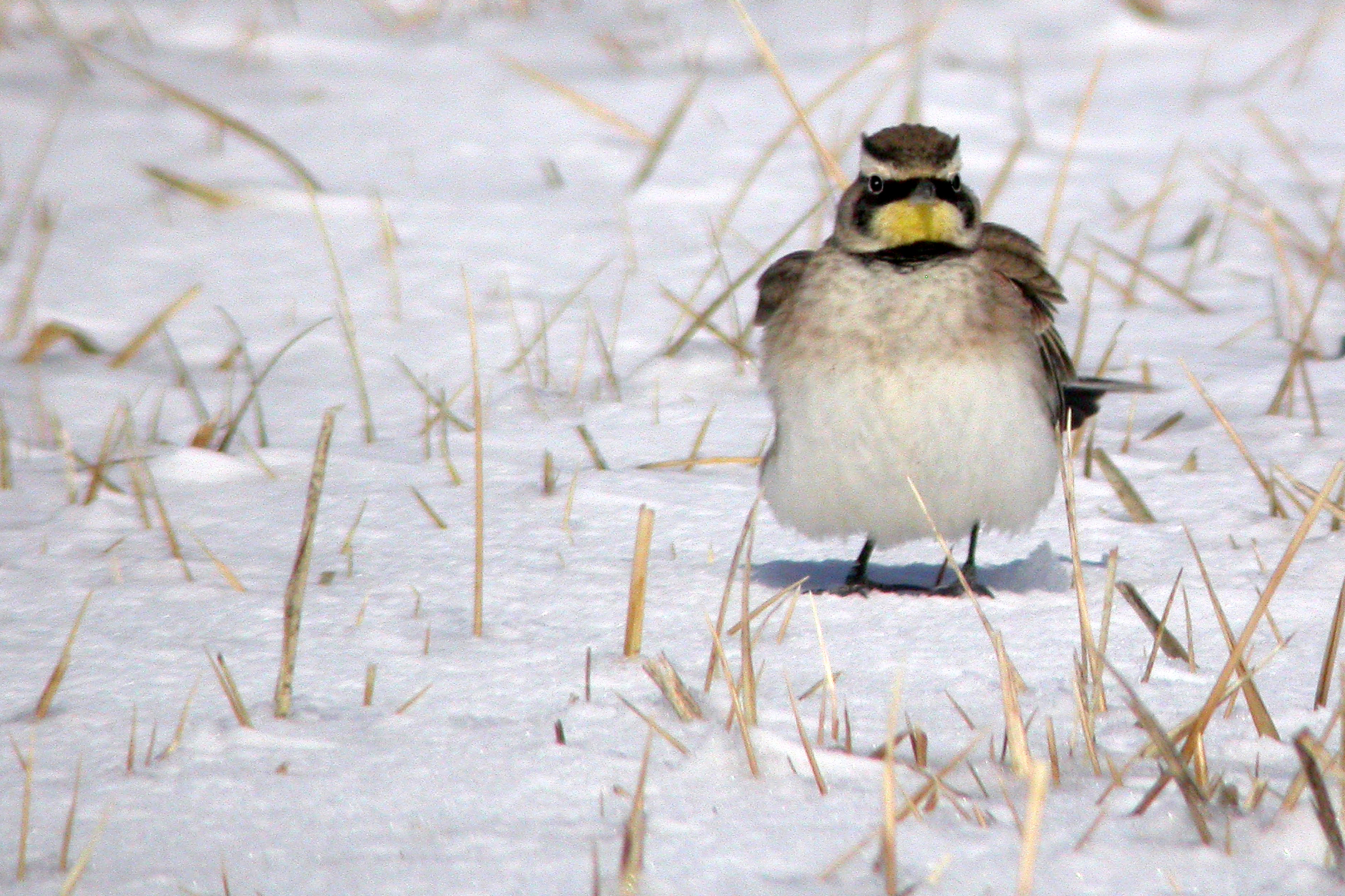 Horned Lark