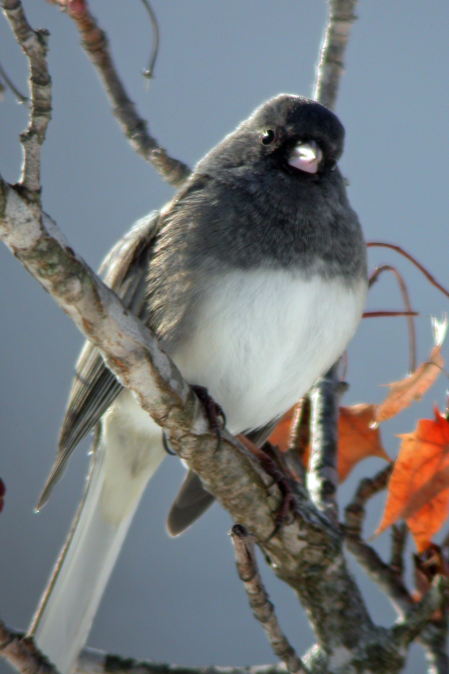 Dark-Eyed Junco