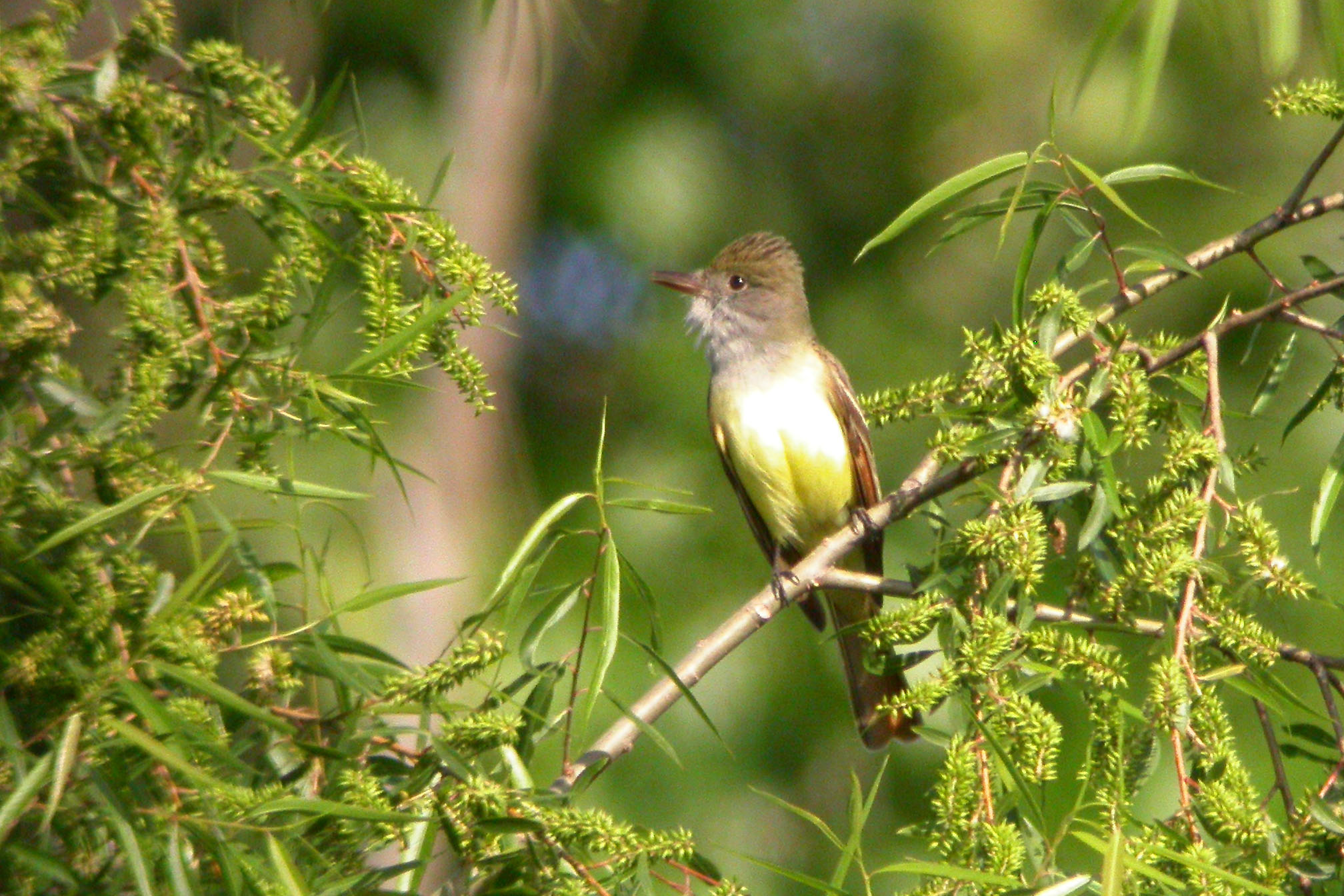 Great Crested Flycatcher