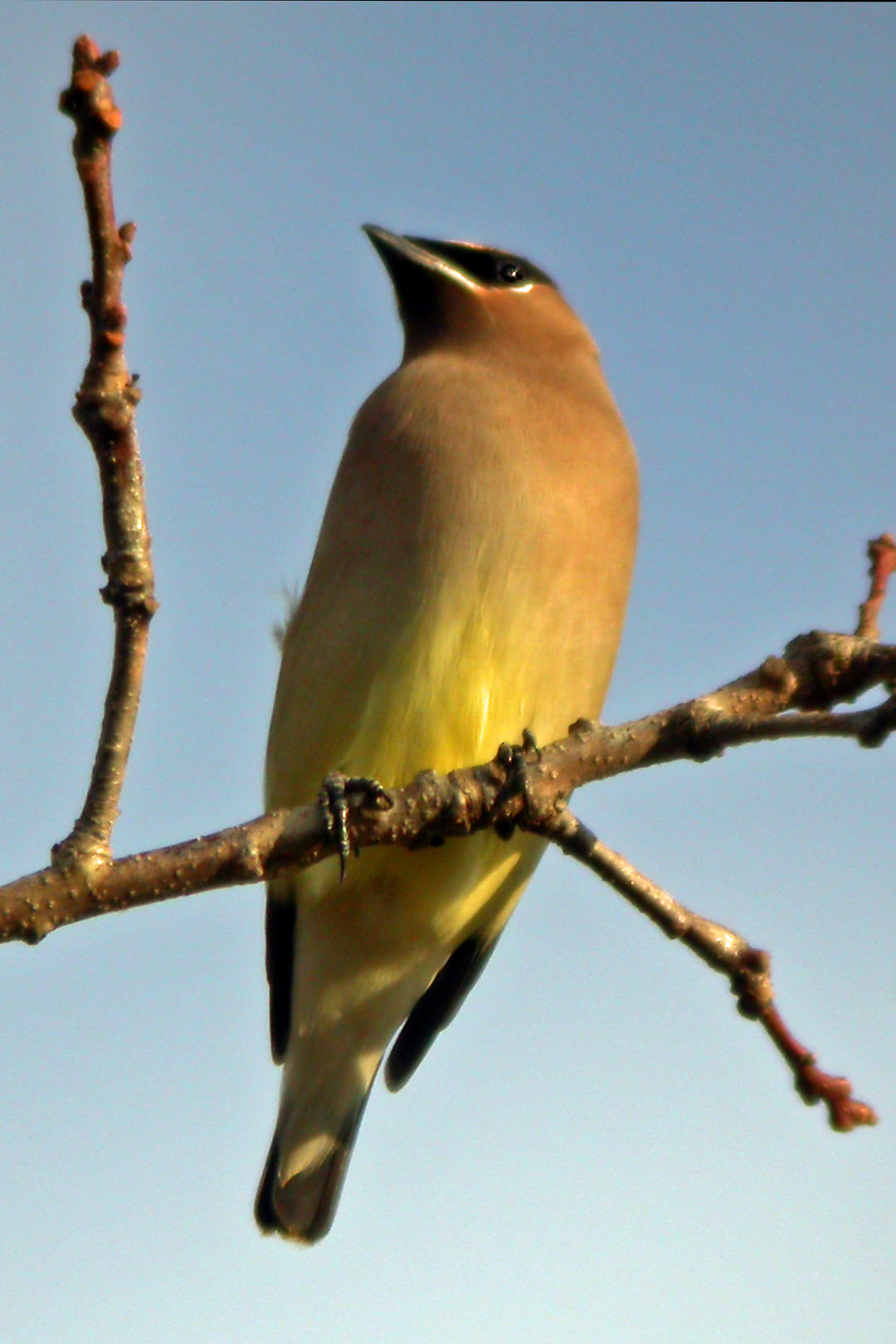 Cedar Waxwing