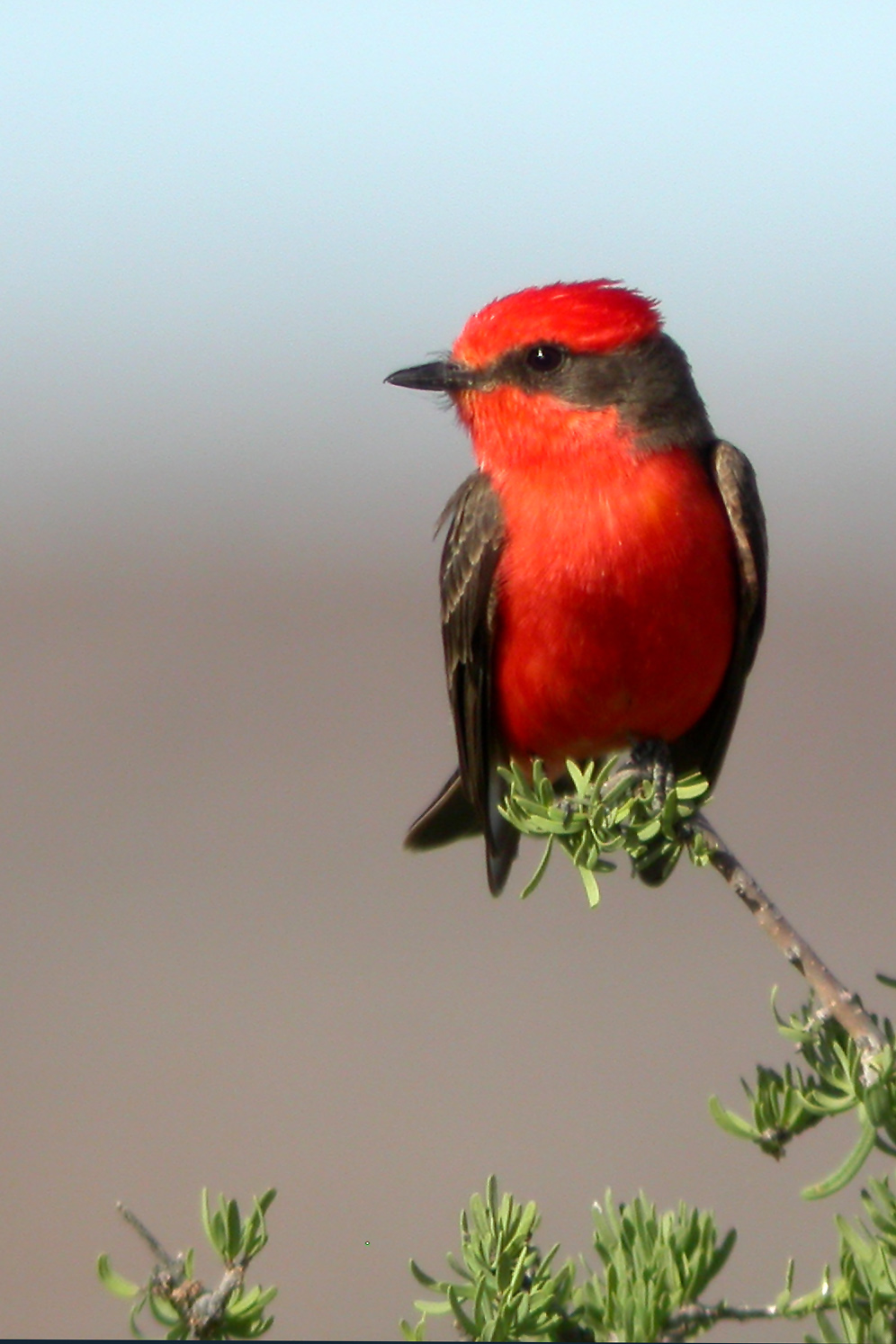 Vermilion Flycatcher