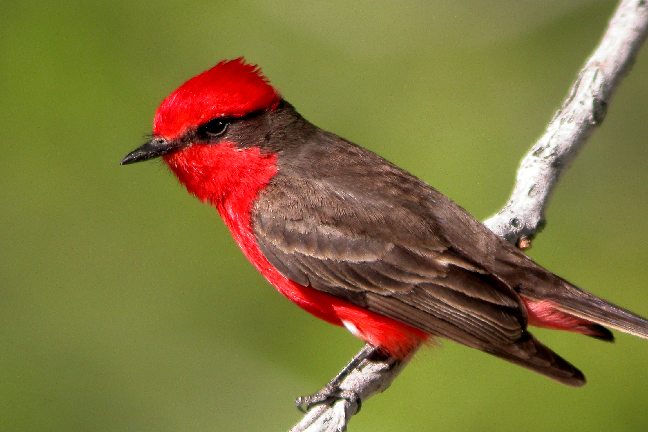 Vermilion Flycatcher