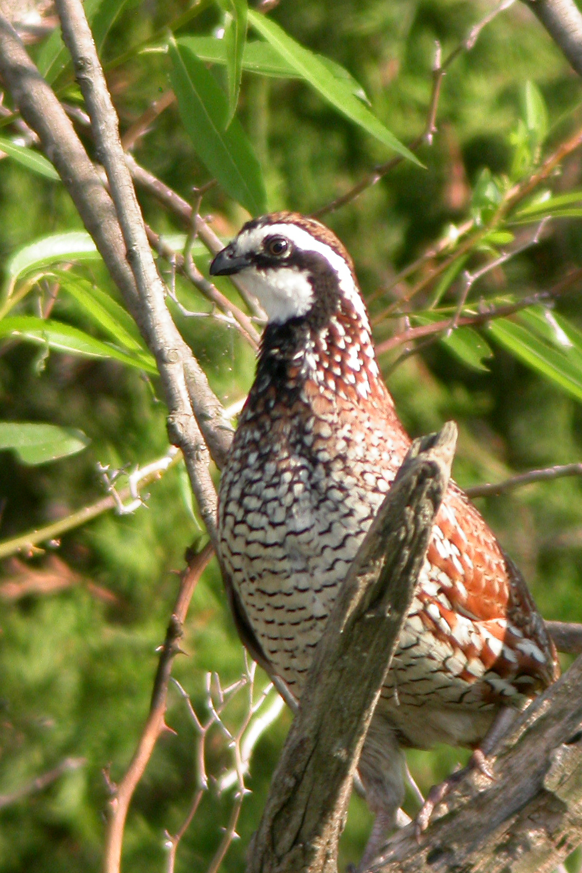 Northern Bobwhite