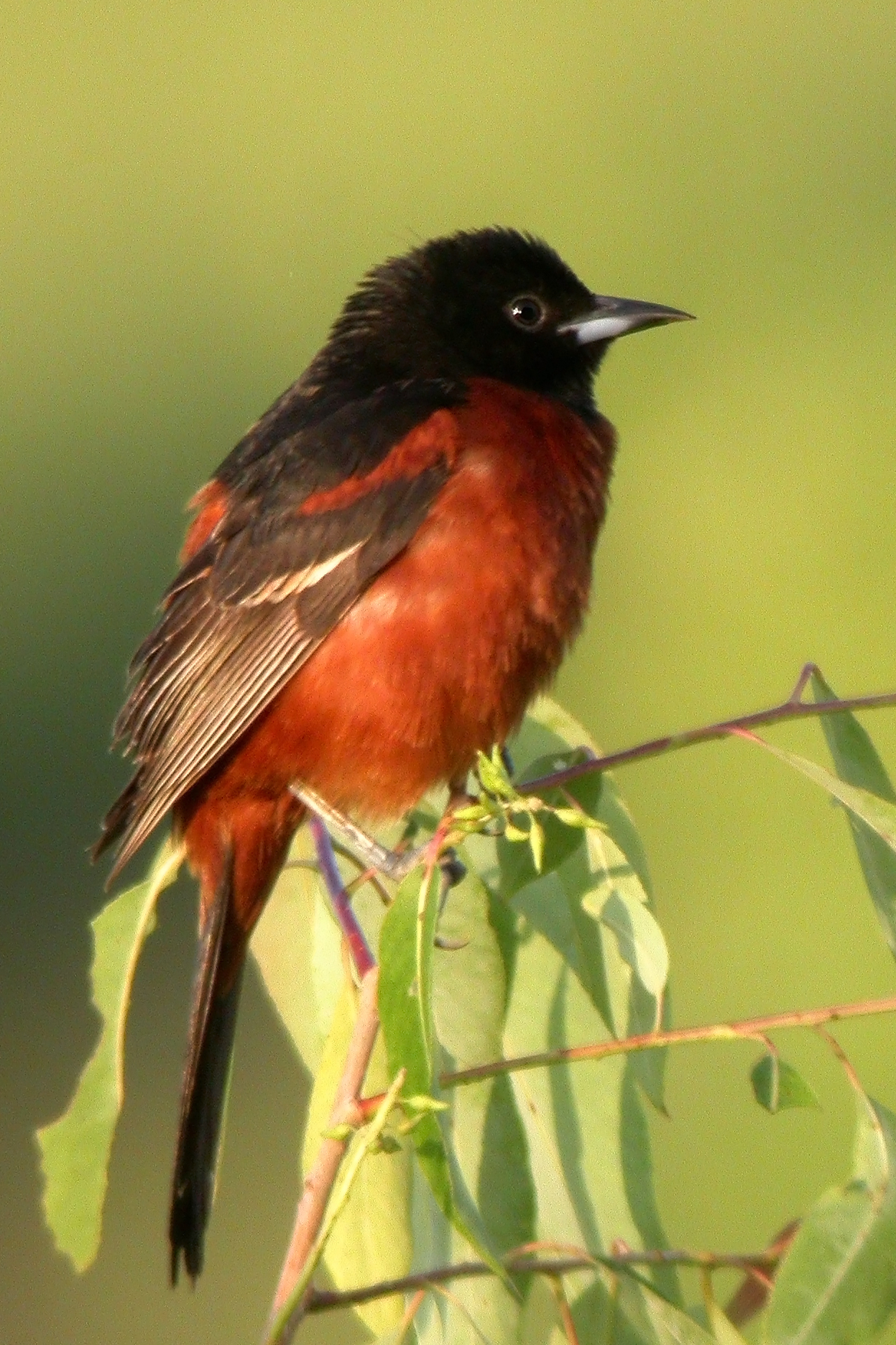 Orchard Oriole