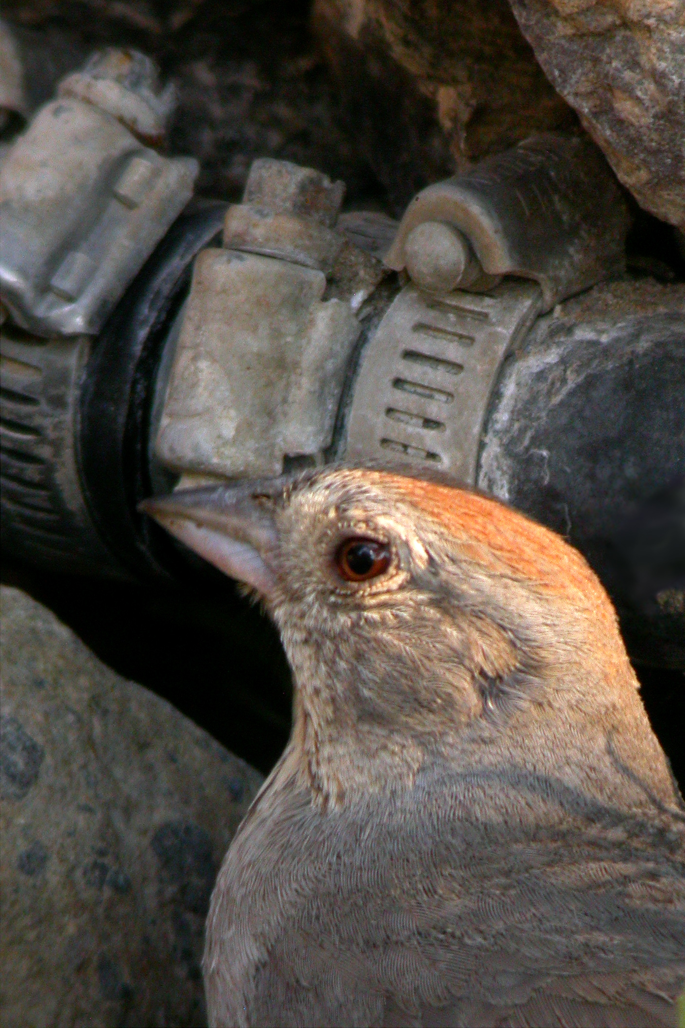 Rufous-Crowned Sparrow