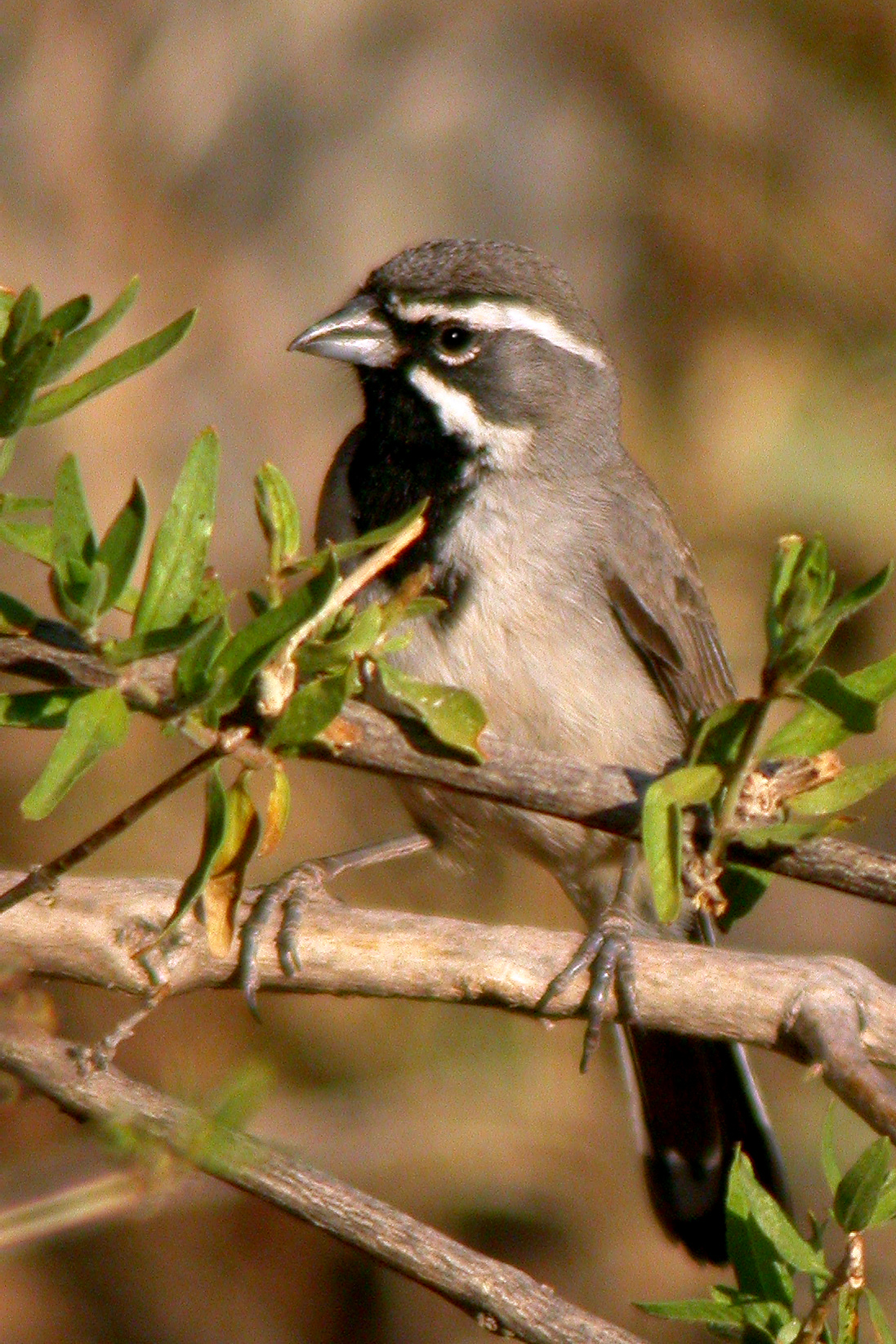 Black-Throated Sparrow