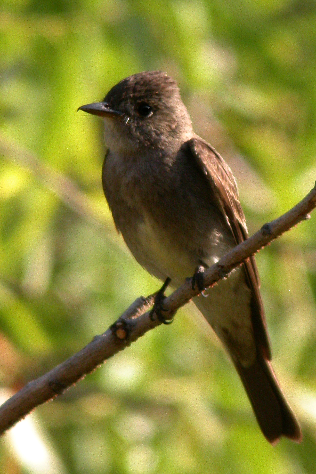 Western Wood Pewee