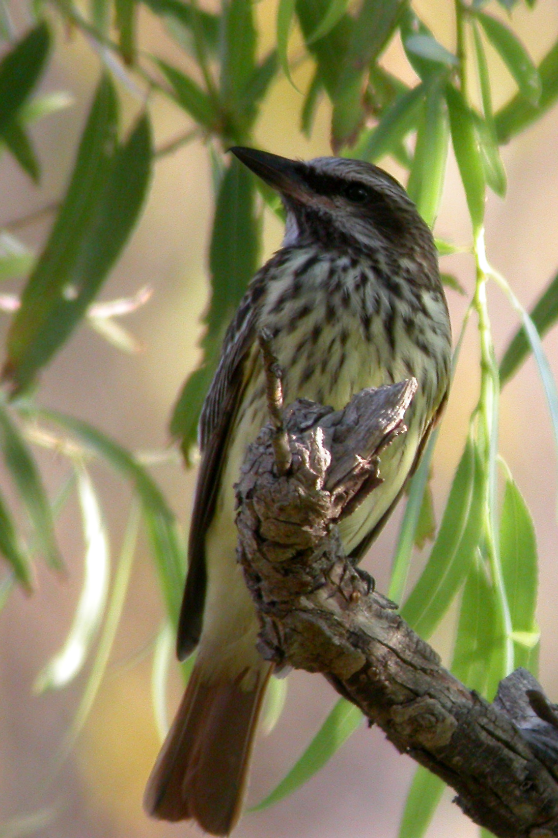 Sulphur-Bellied Flycatcher