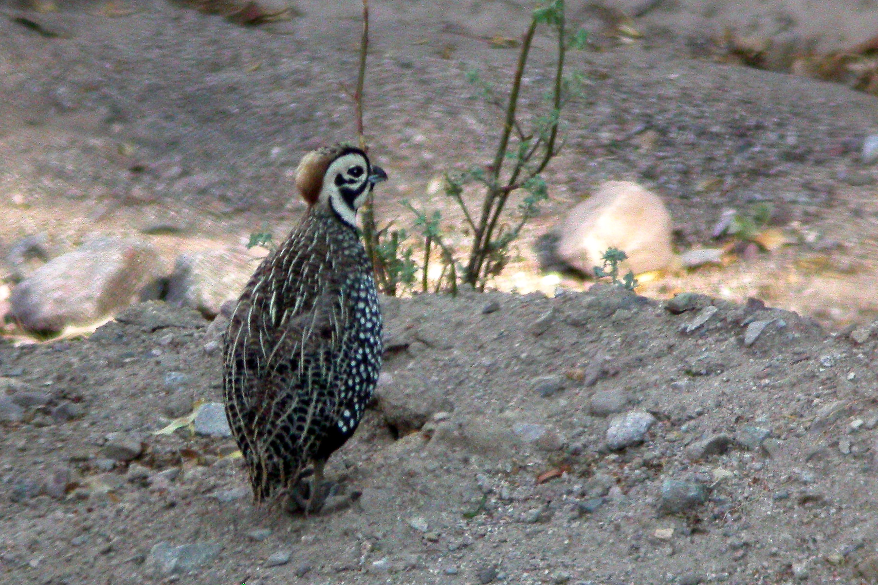 Montezuma Quail