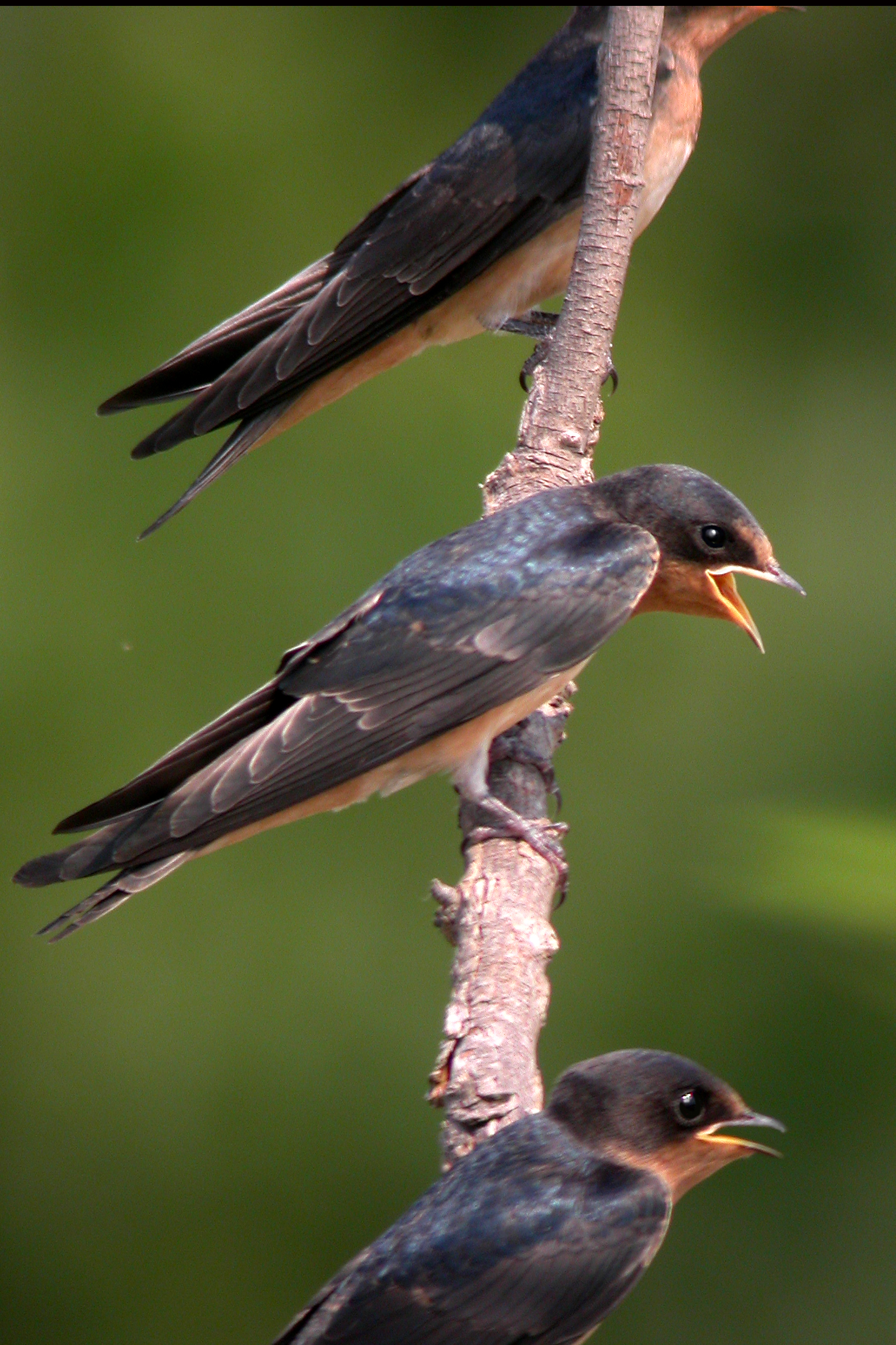 Barn Swallow