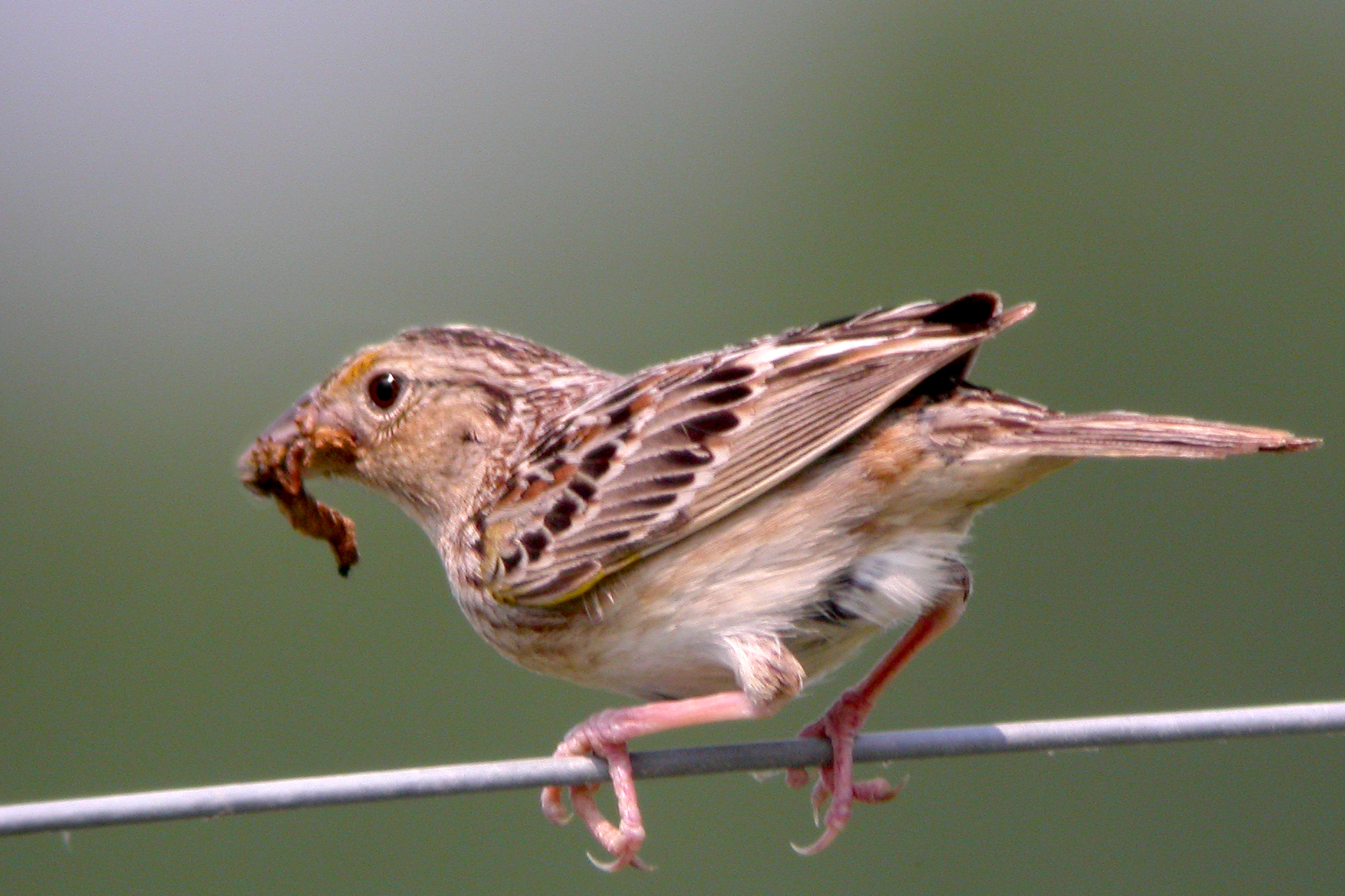 Grasshopper Sparrow