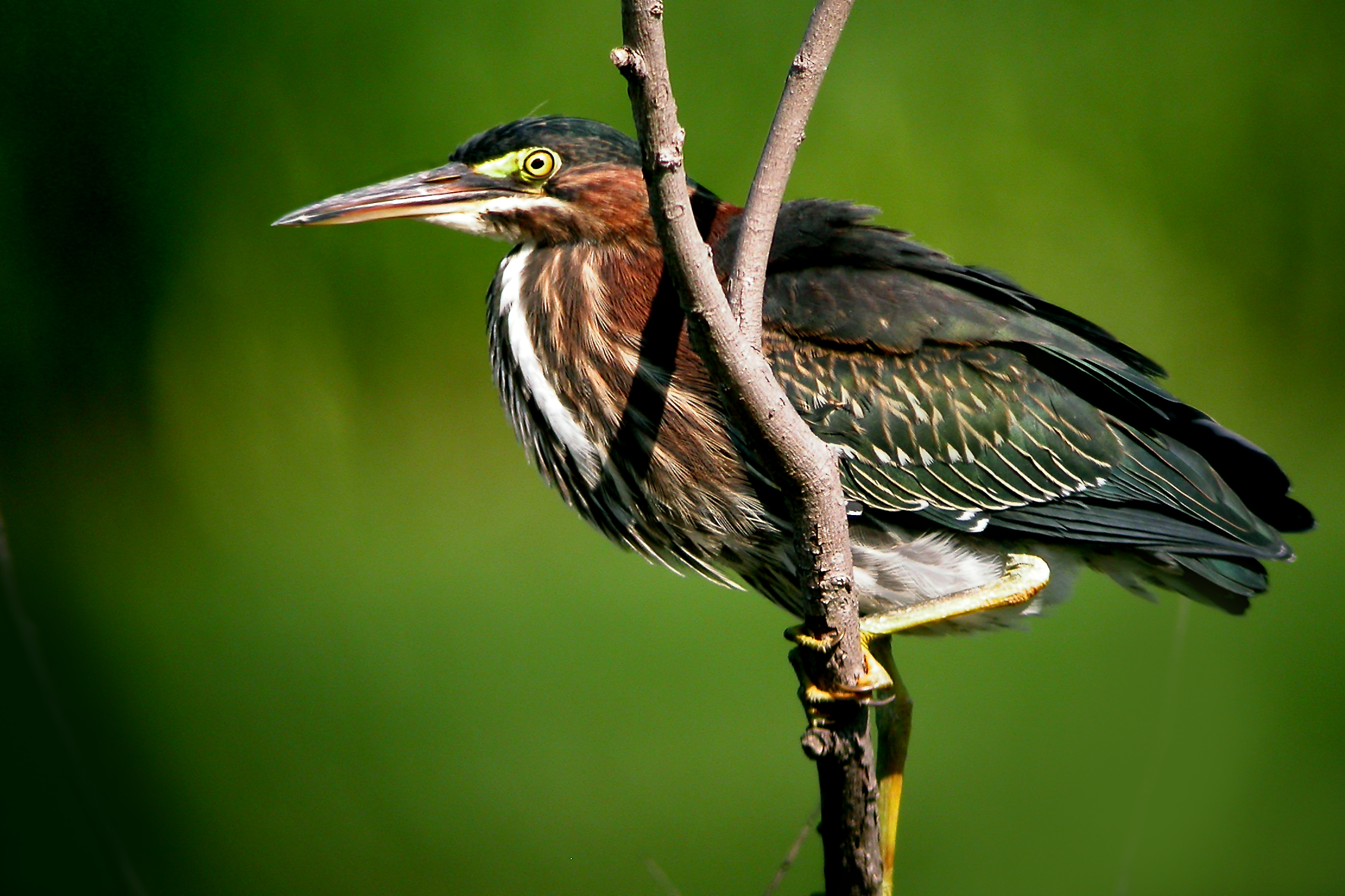 Green Heron
