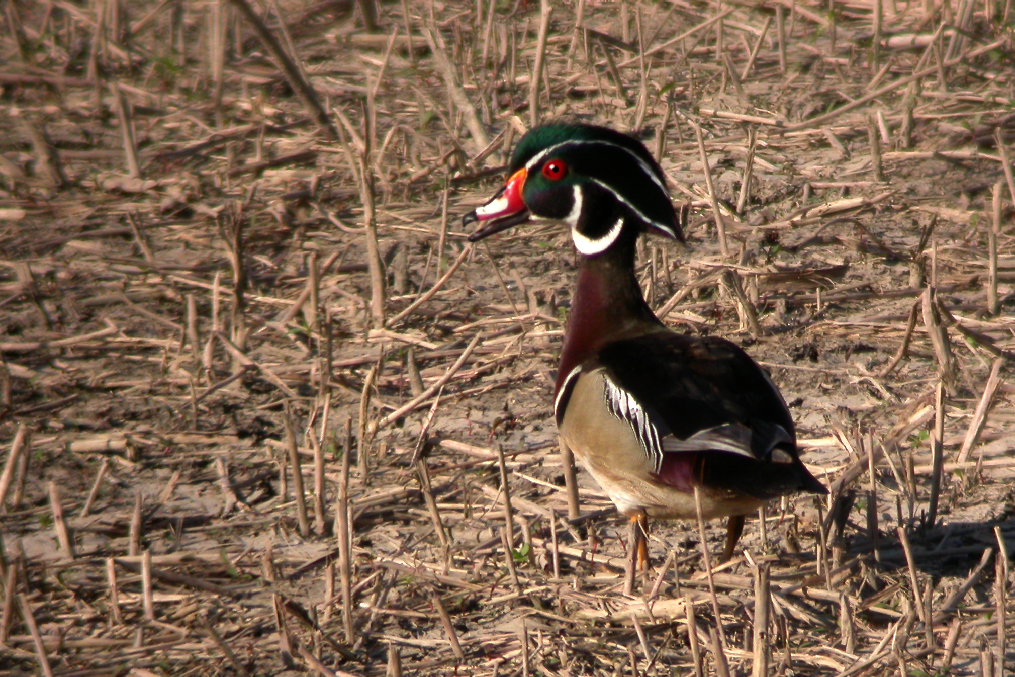 Wood Duck