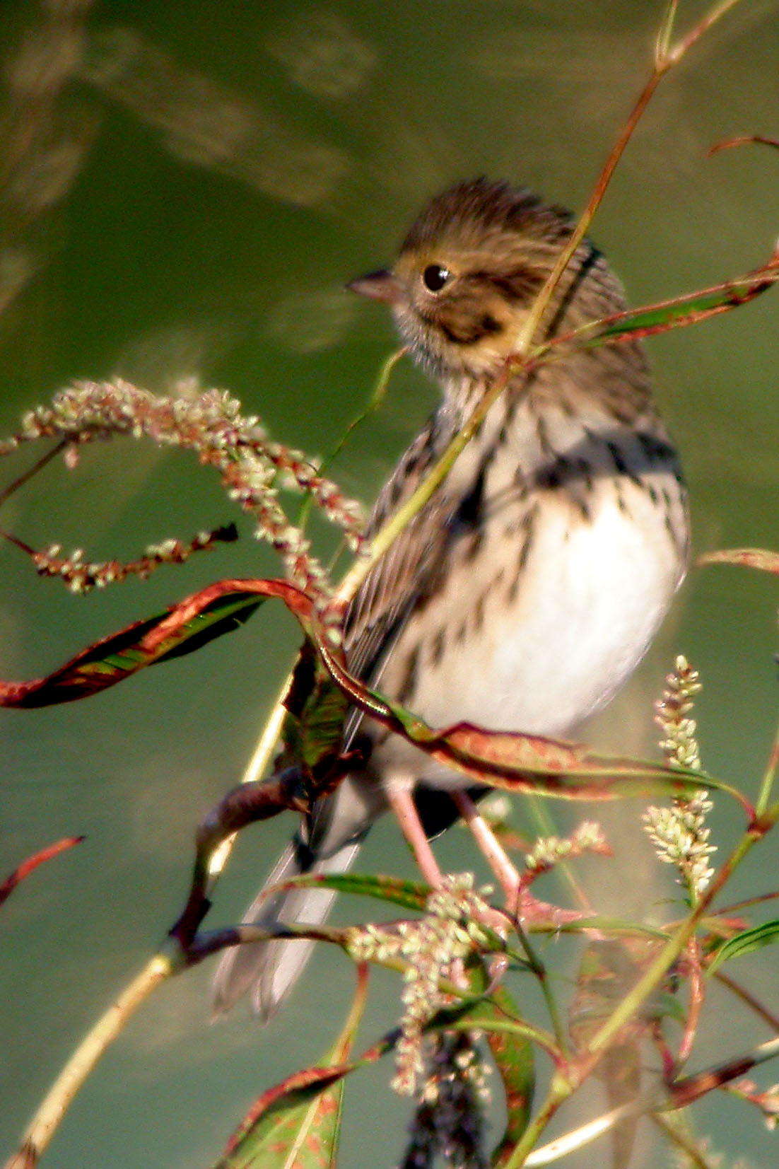 Savannah Sparrow