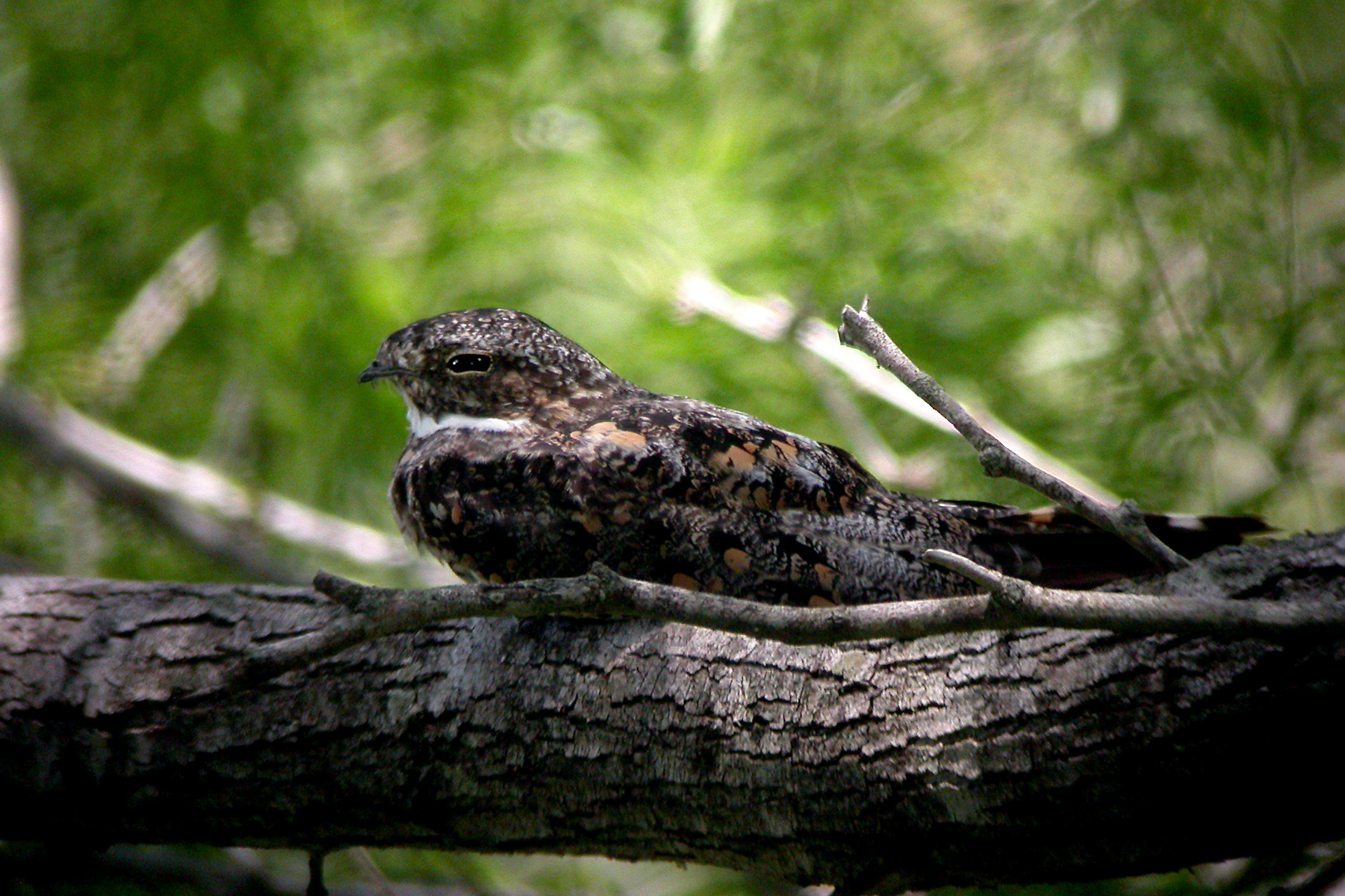 Common Nighthawk