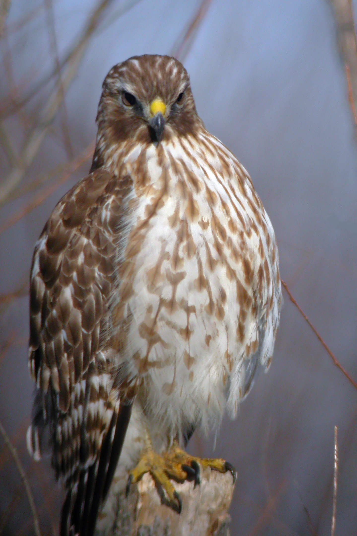 Red-Shouldered Hawk (immature)