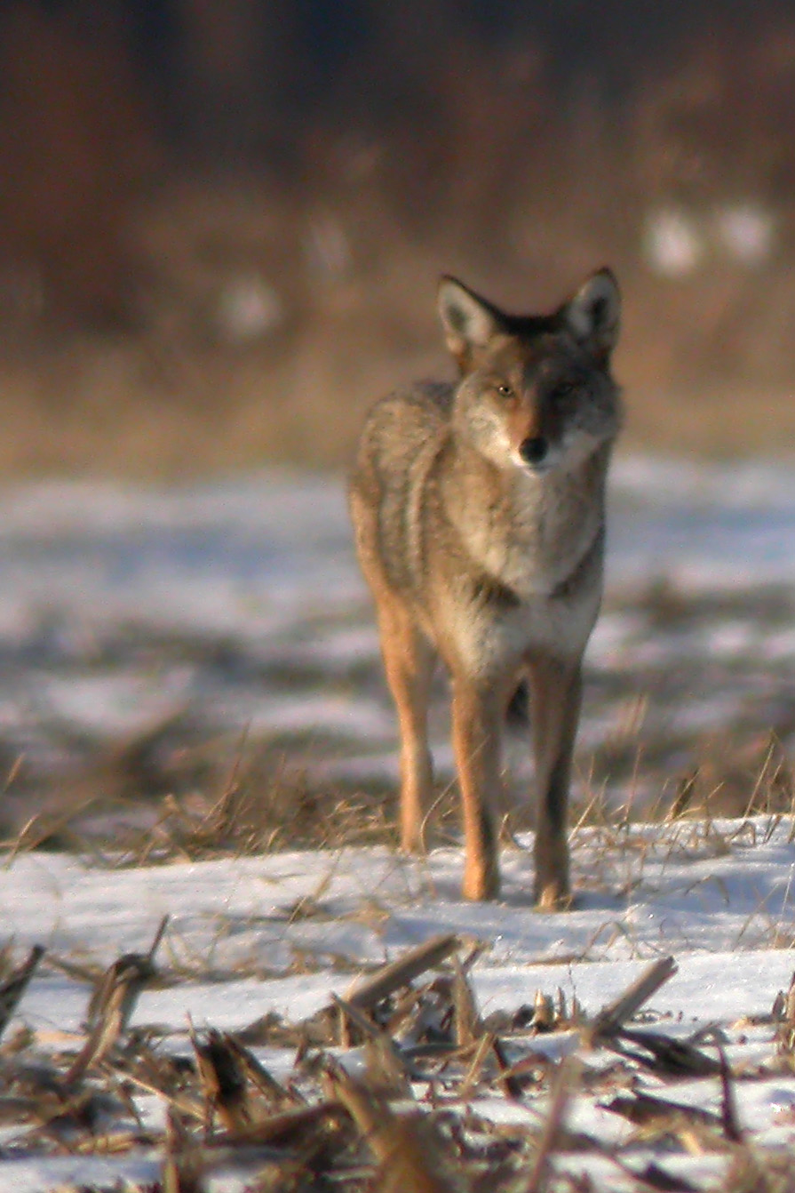 Coyote
