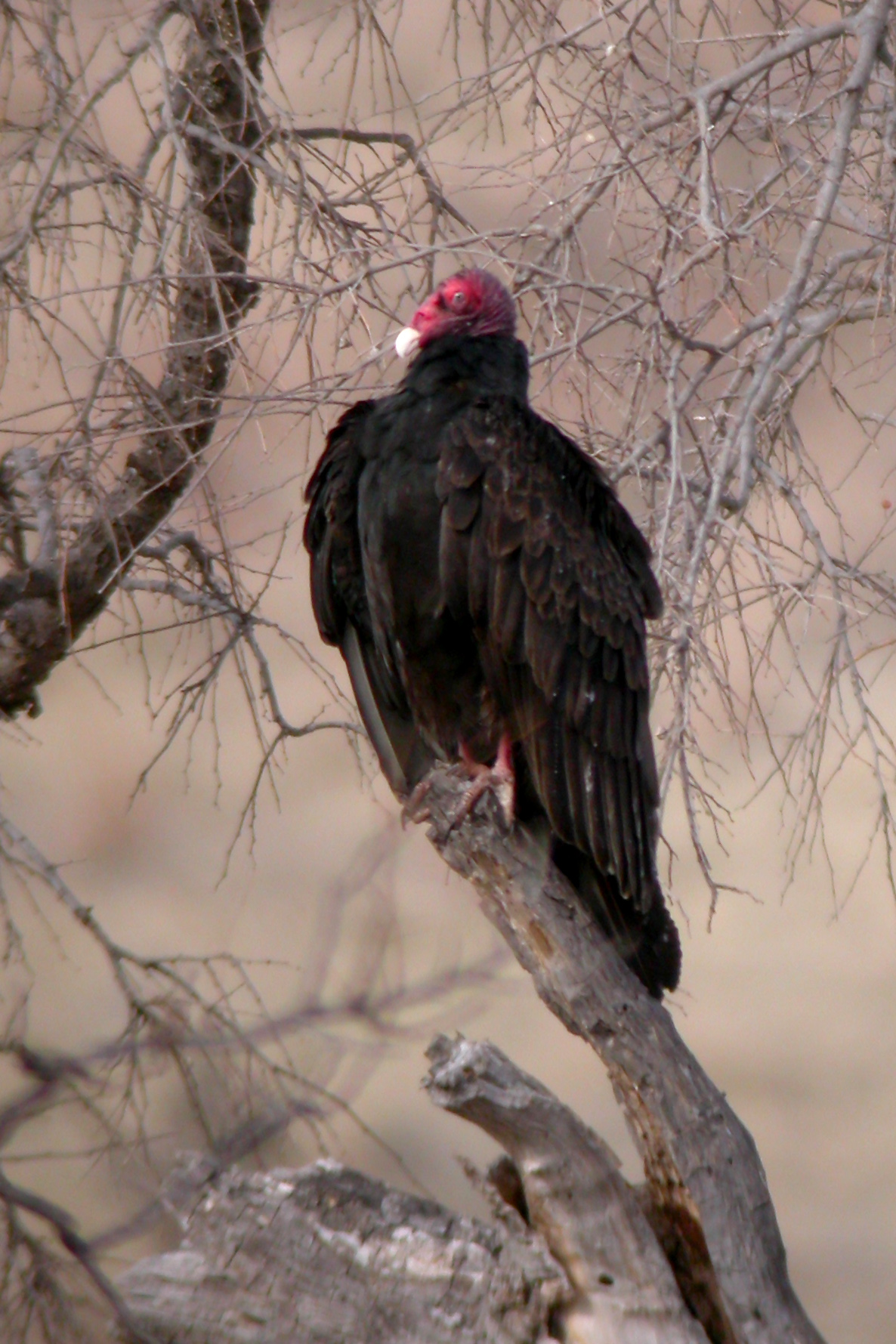 Turkey Vulture