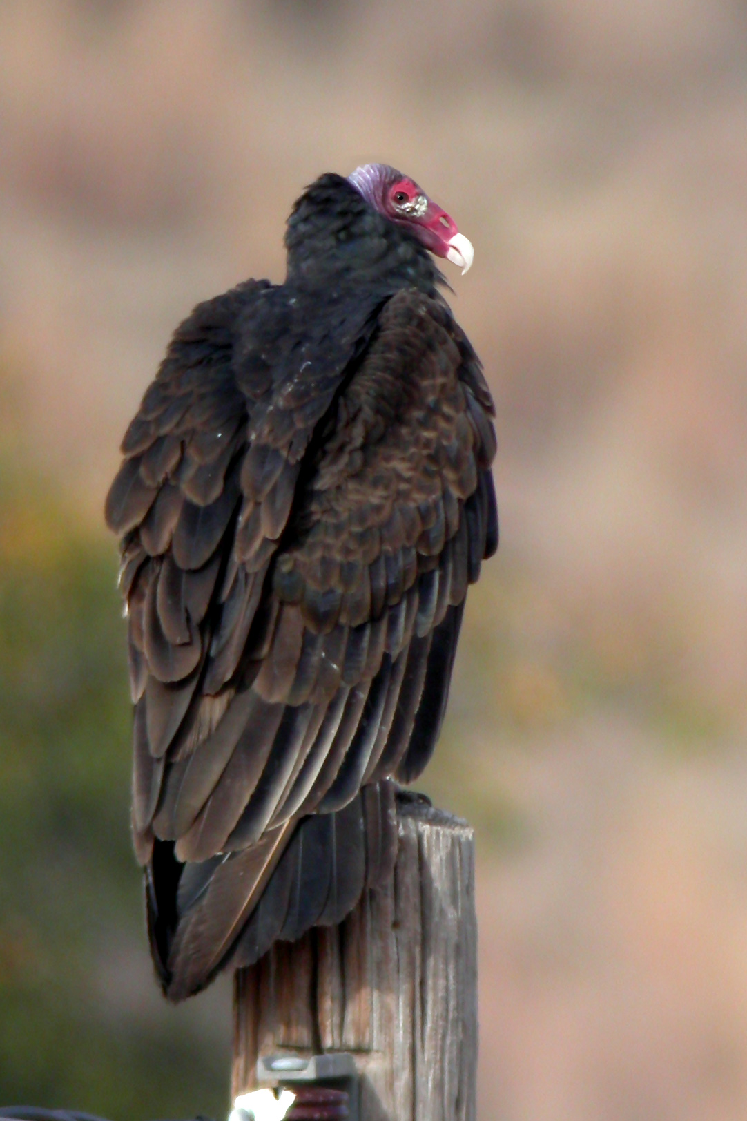 Turkey Vulture