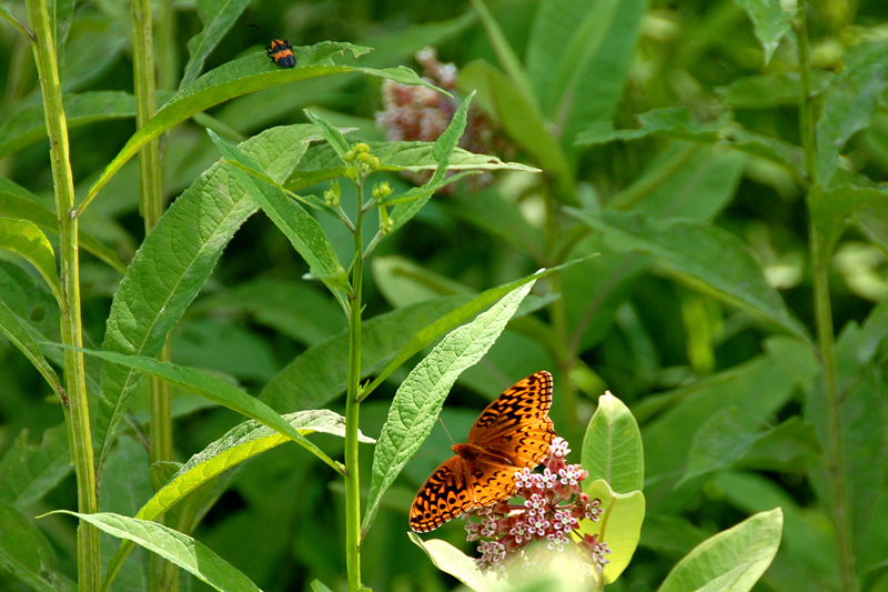 Unk butterfly Shenandoah National Park