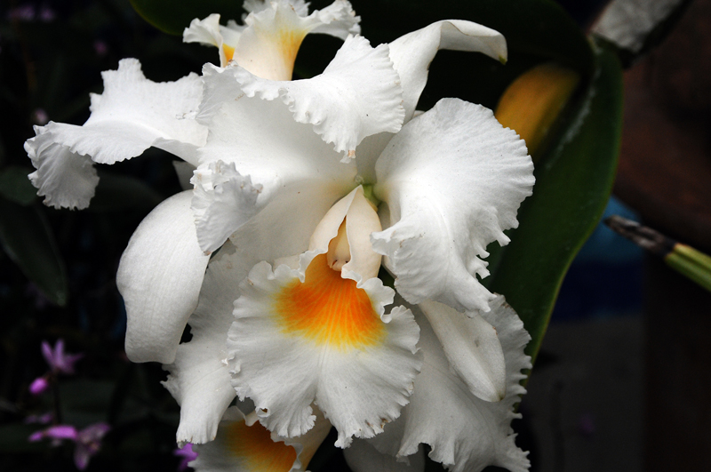 Orchids at US Botanic Garden